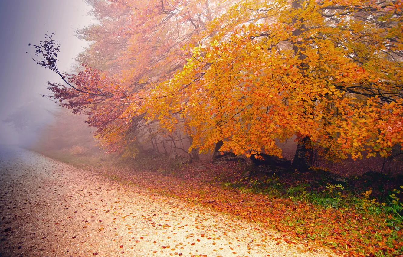 Фото обои дорога, осень, природа, туман, дерево