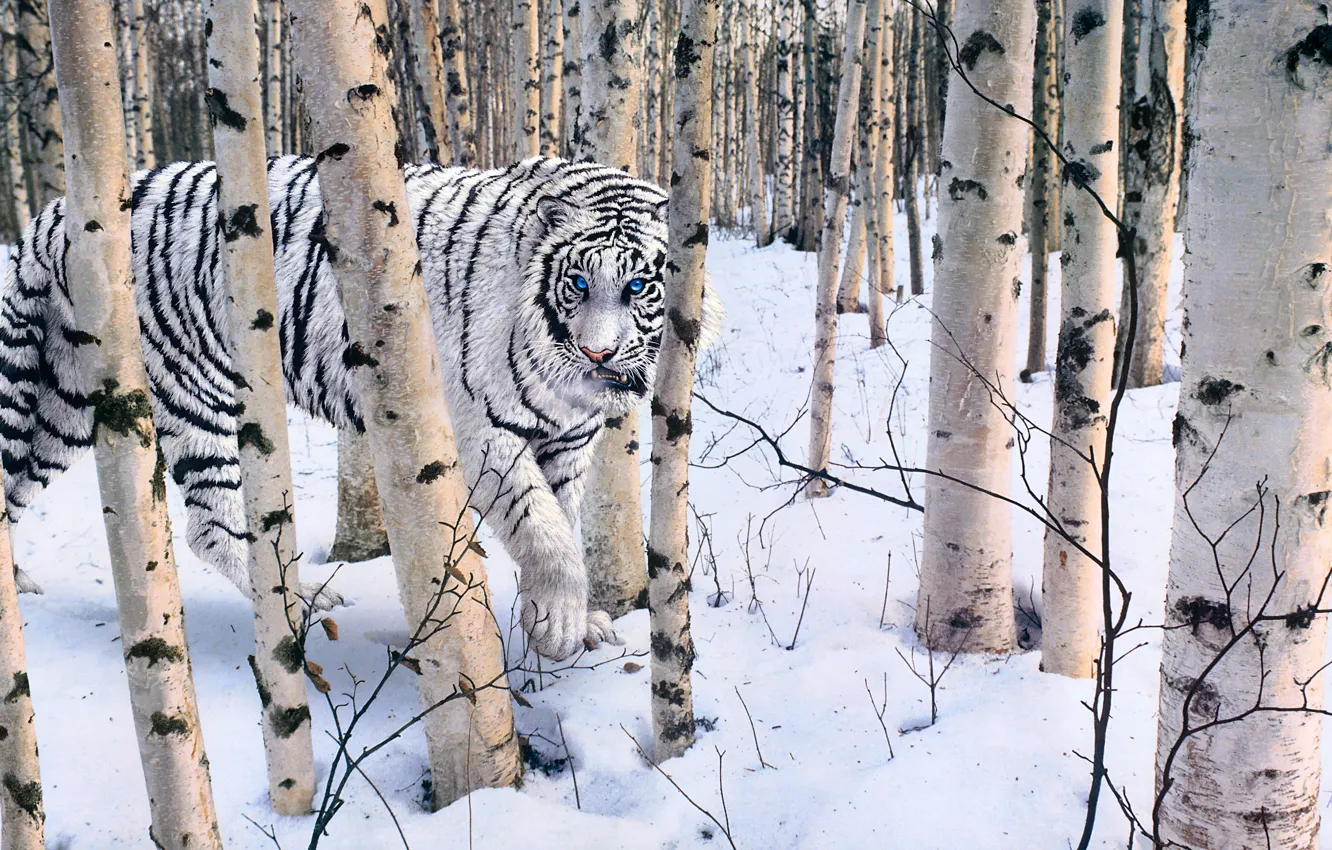 Фото обои зима, лес, белый, тигр, Robert R. Copple