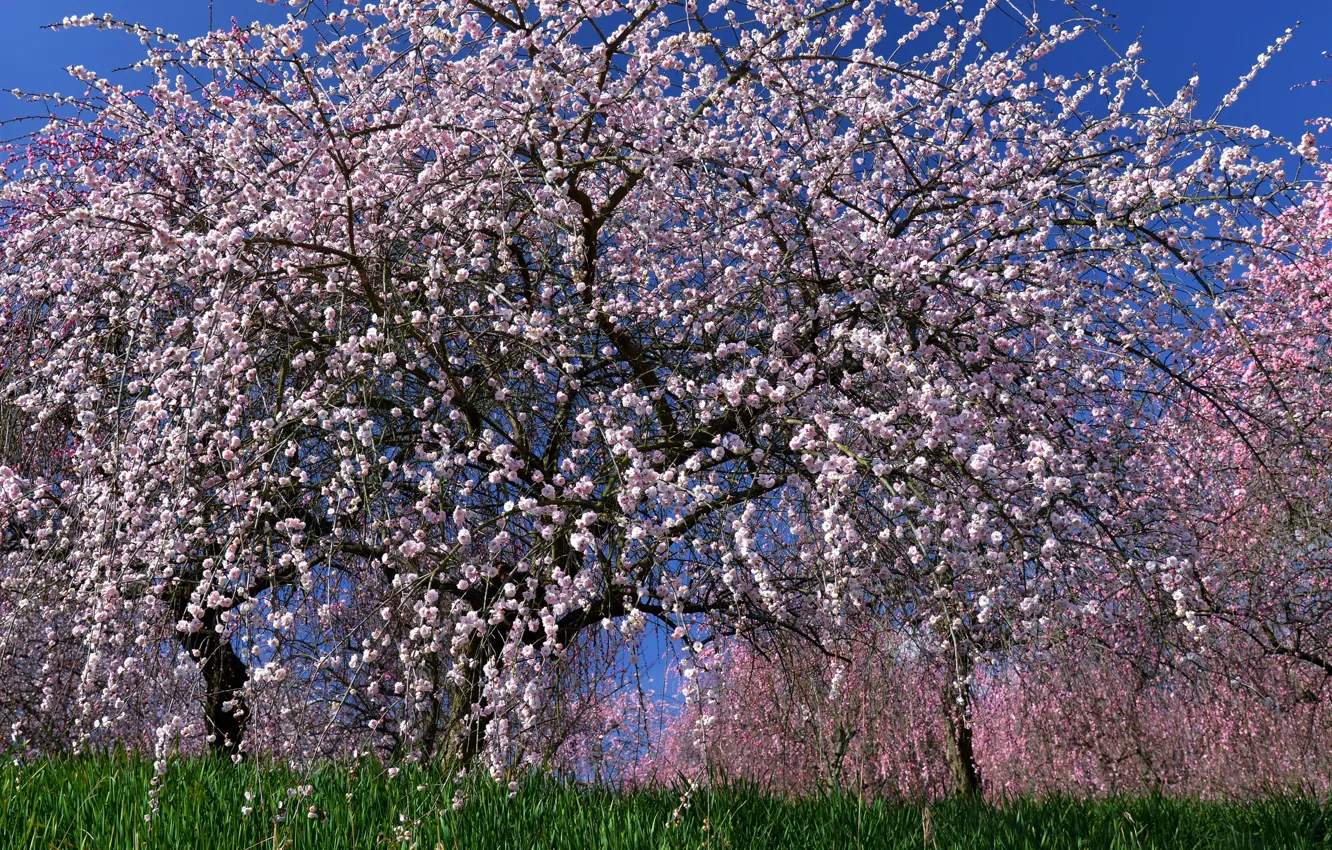Фото обои дерево, сакура, цветение