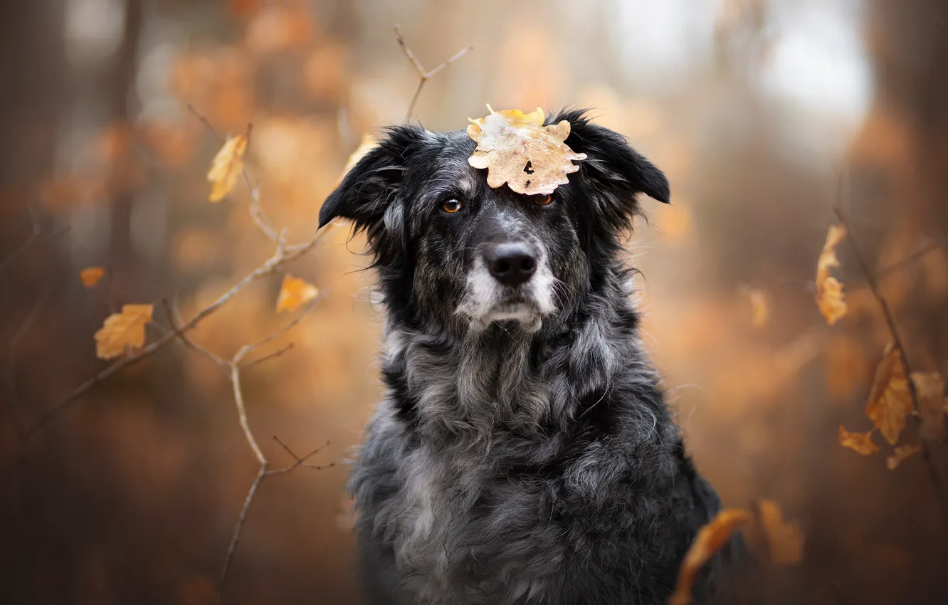 Фото обои осень, взгляд, морда, ветки, лист, собака, боке