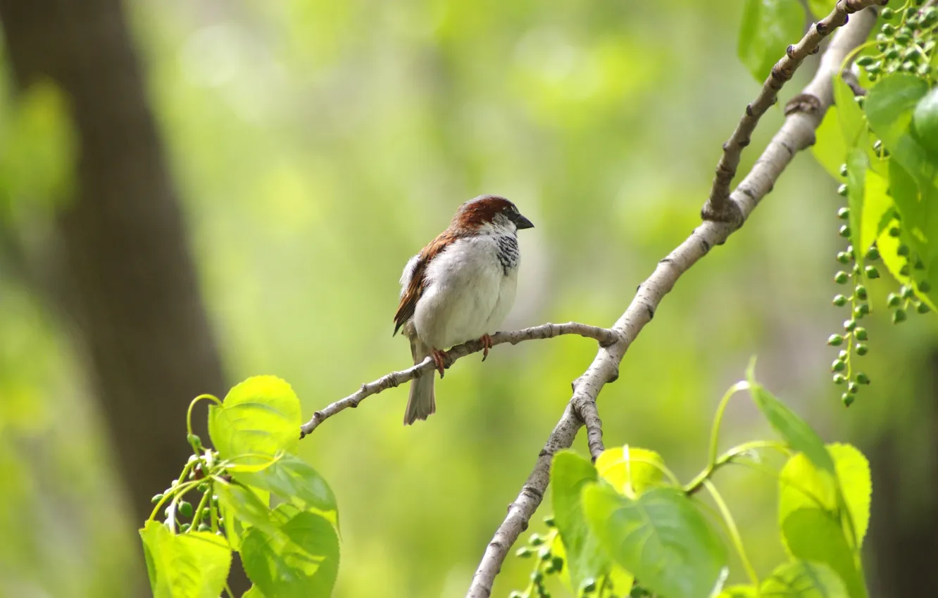 Фото обои зелень, лето, ветки, ягоды, фон, птица, листва, плоды