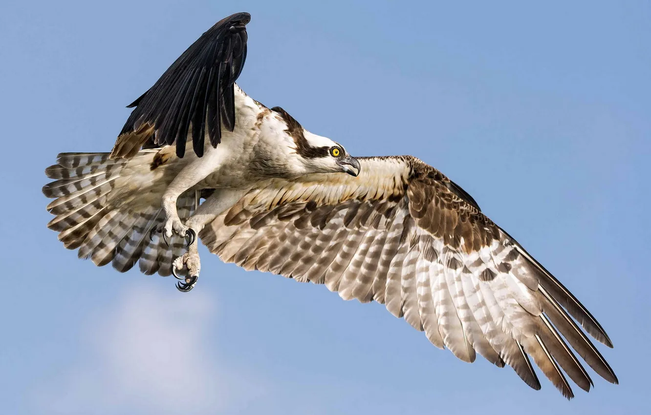 Фото обои небо, птица, Osprey