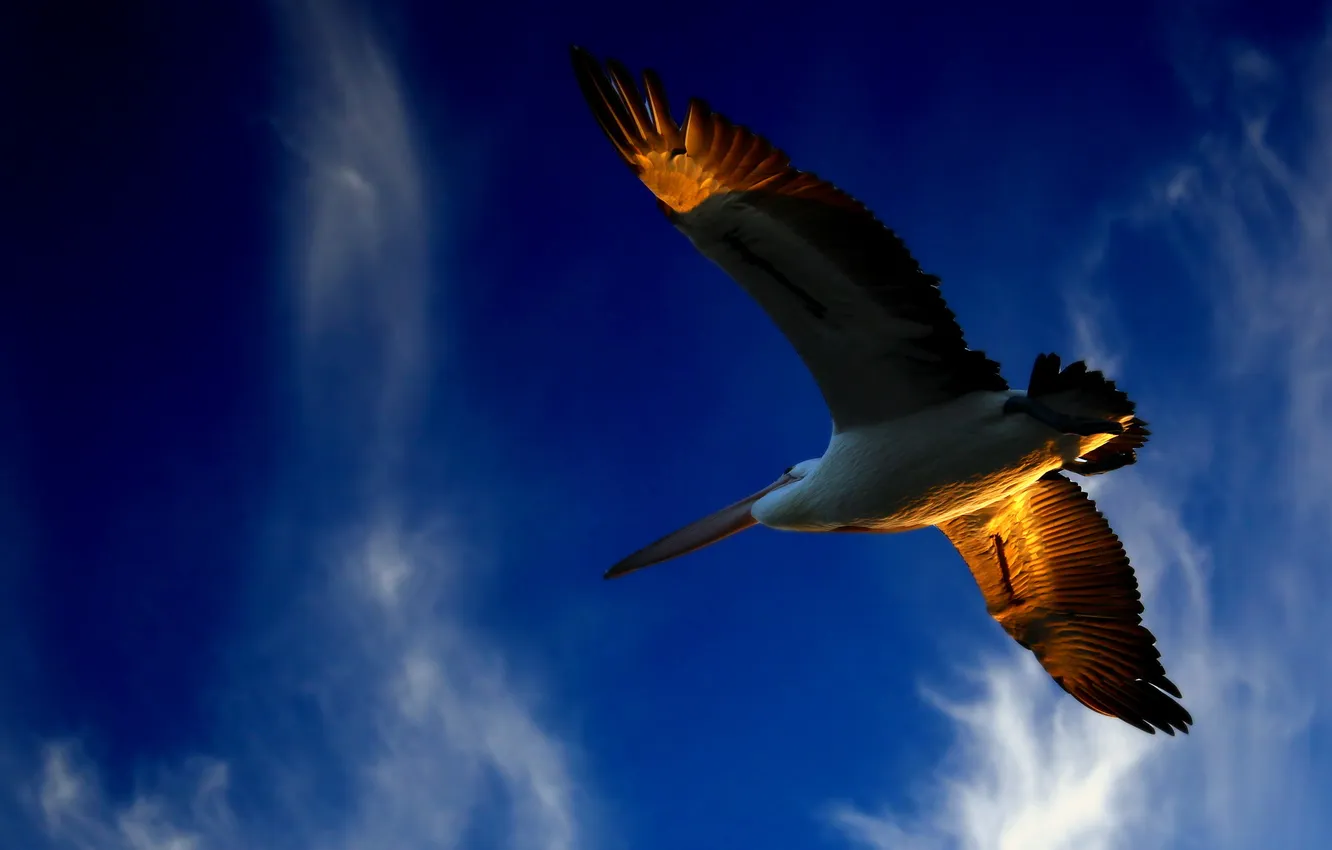 Фото обои небо, птица, полёт, soaring pelican