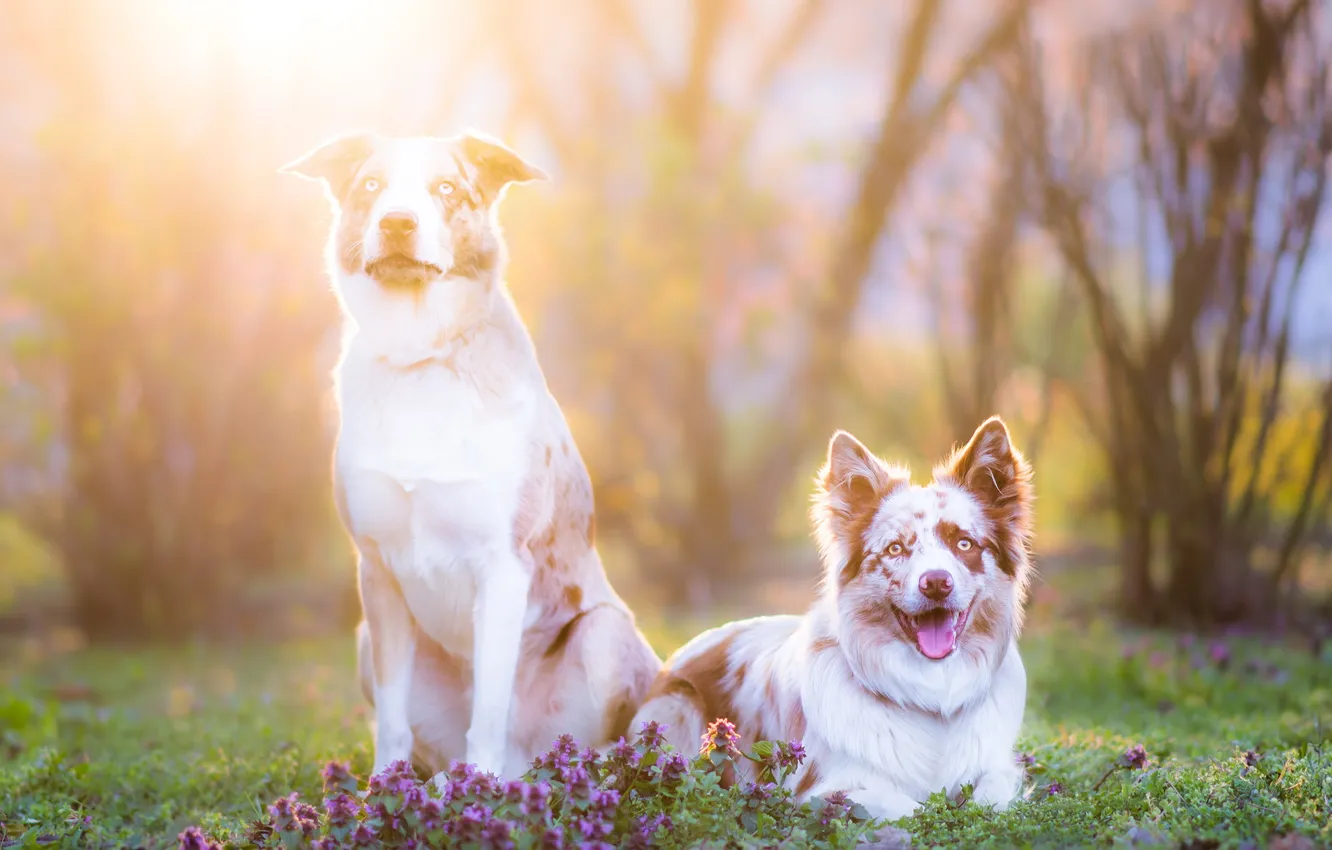 Фото обои собаки, свет, природа