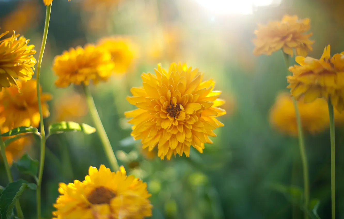 Фото обои зелень, солнце, цветы, размытость