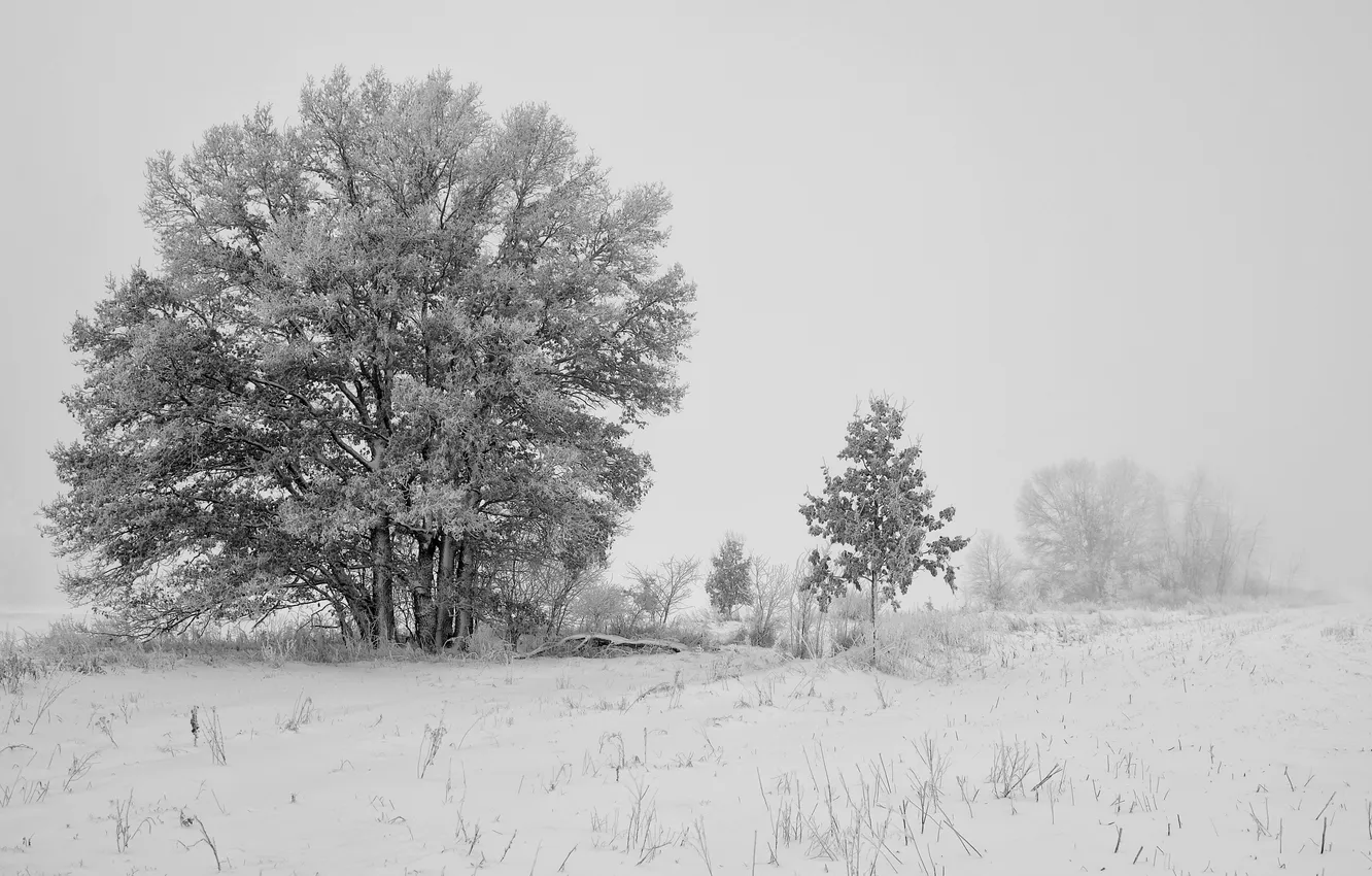 Фото обои зима, поле, снег, деревья, природа