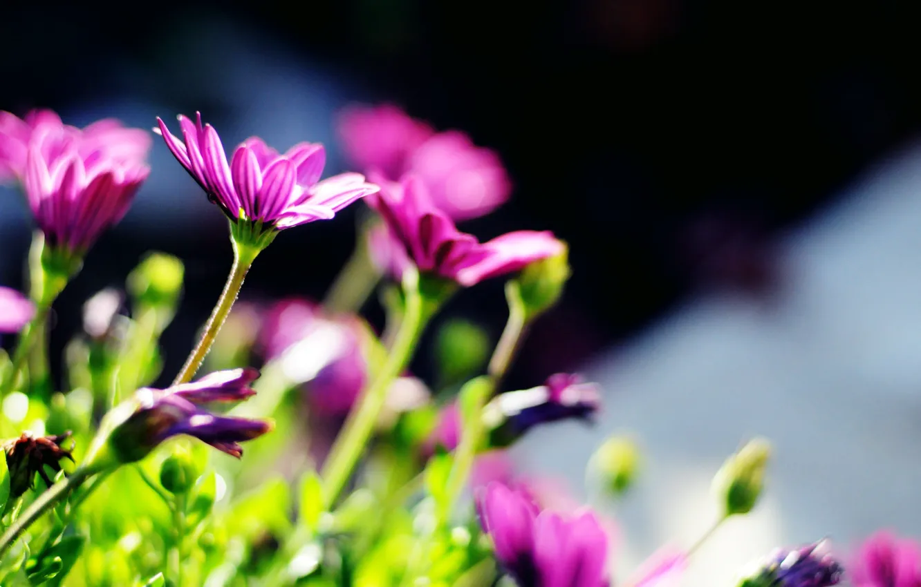 Фото обои фиолетовый, солнце, цветы, зеленый, фон, widescreen, стебли, обои