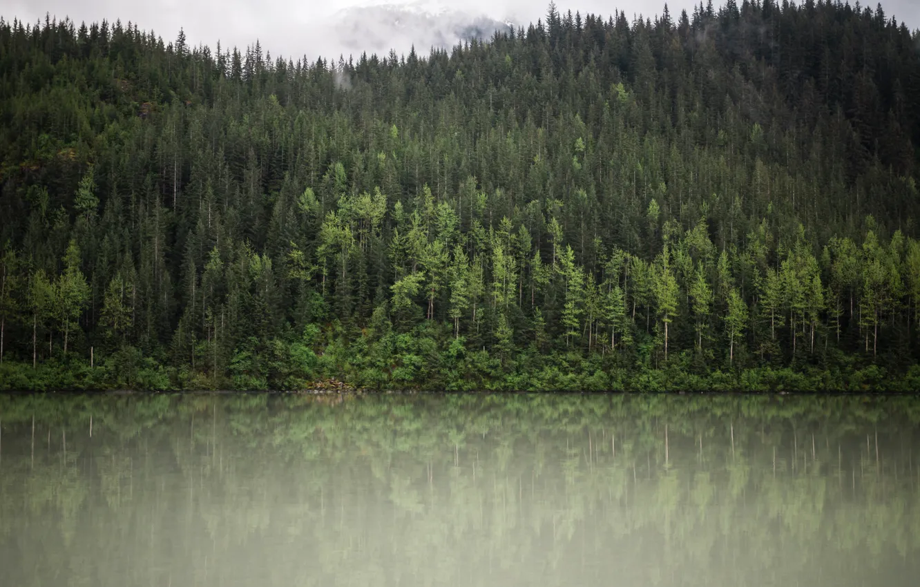 Фото обои лес, деревья, озеро, отражение, ели, forest, United States, lake