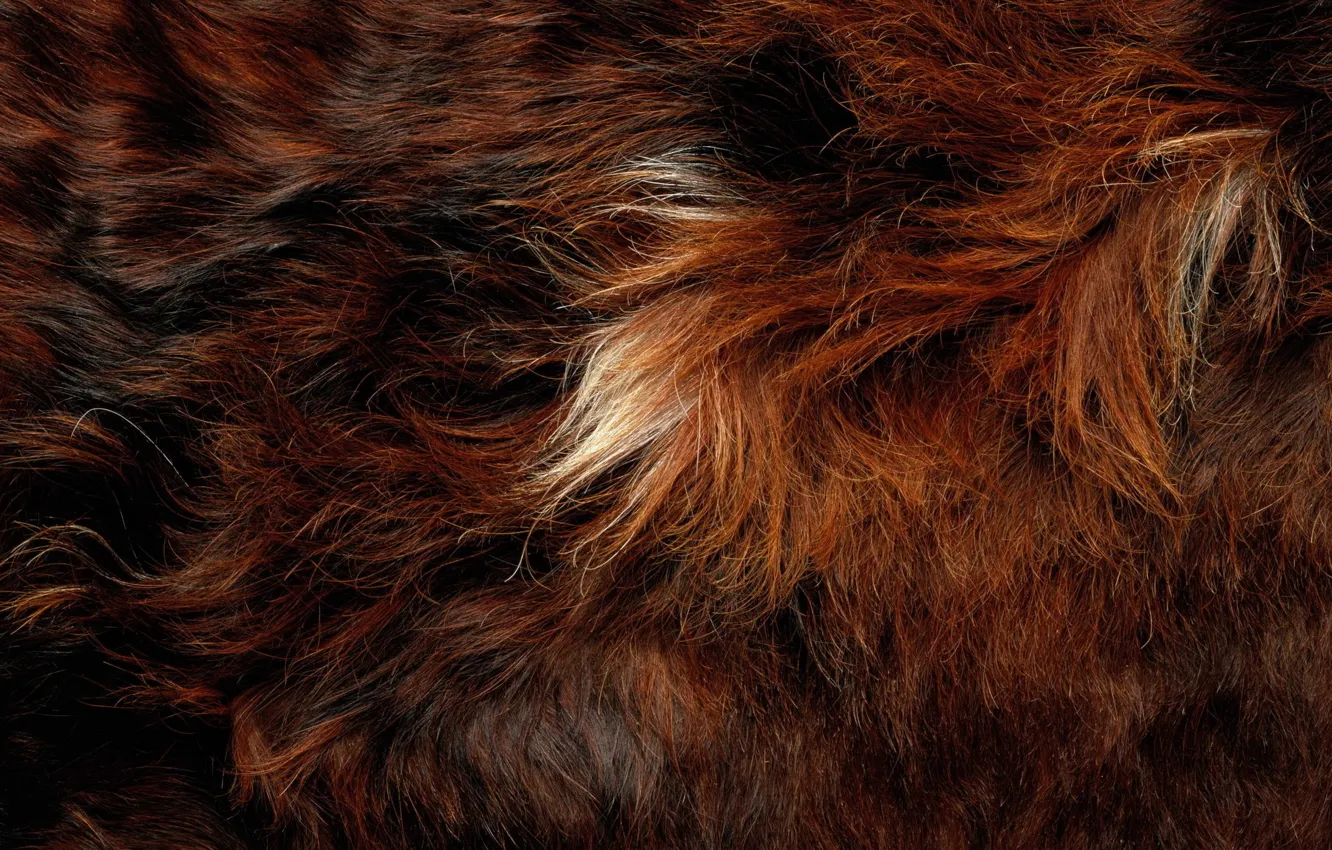 Фото обои animal, hair, fur