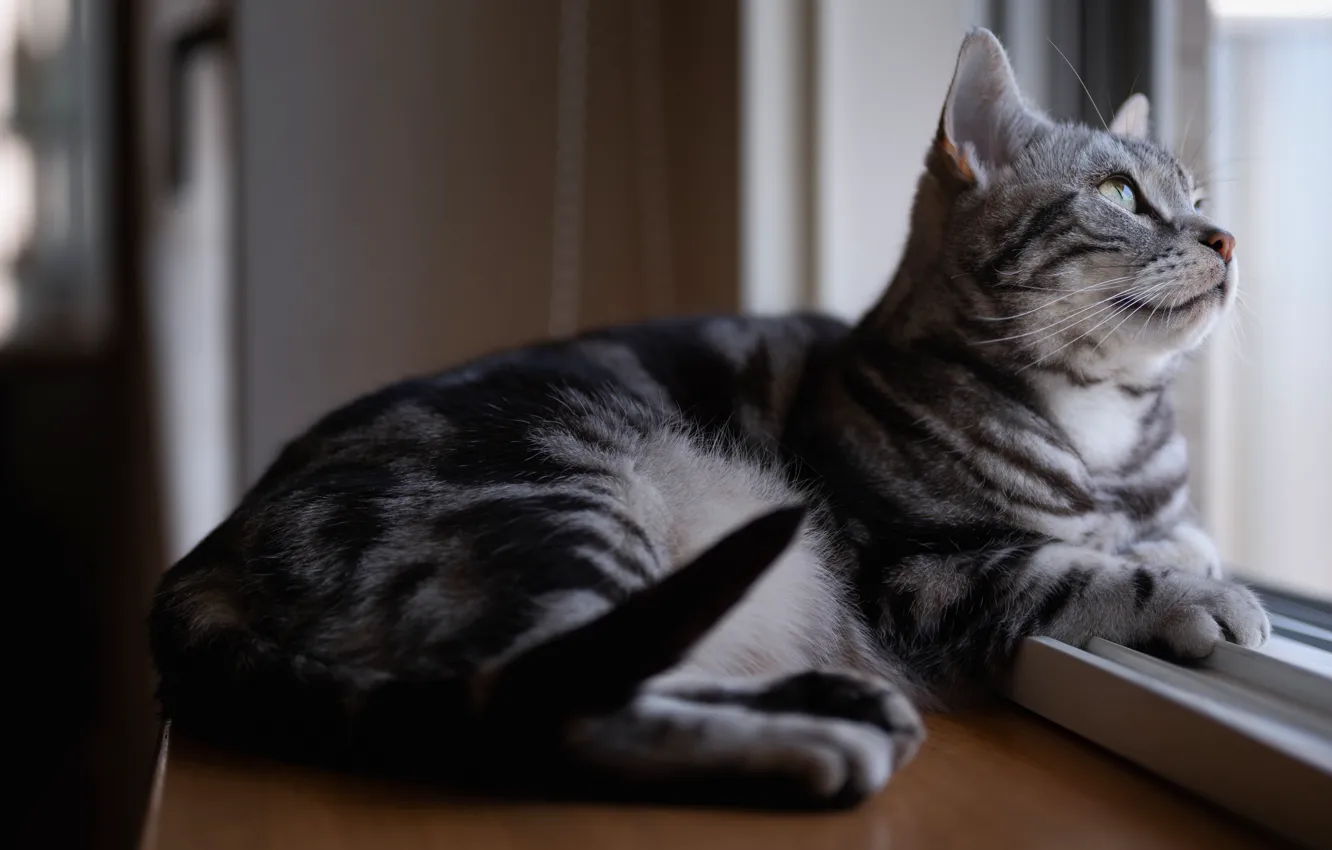 Фото обои кошка, кот, взгляд, серый, окно, лежит, подоконник, полосатый