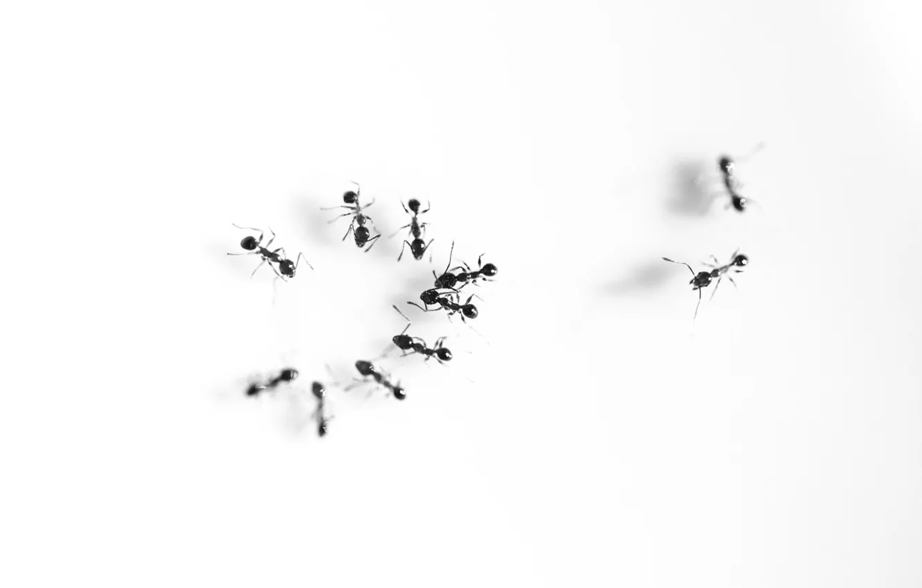 Фото обои meeting, talking, ants