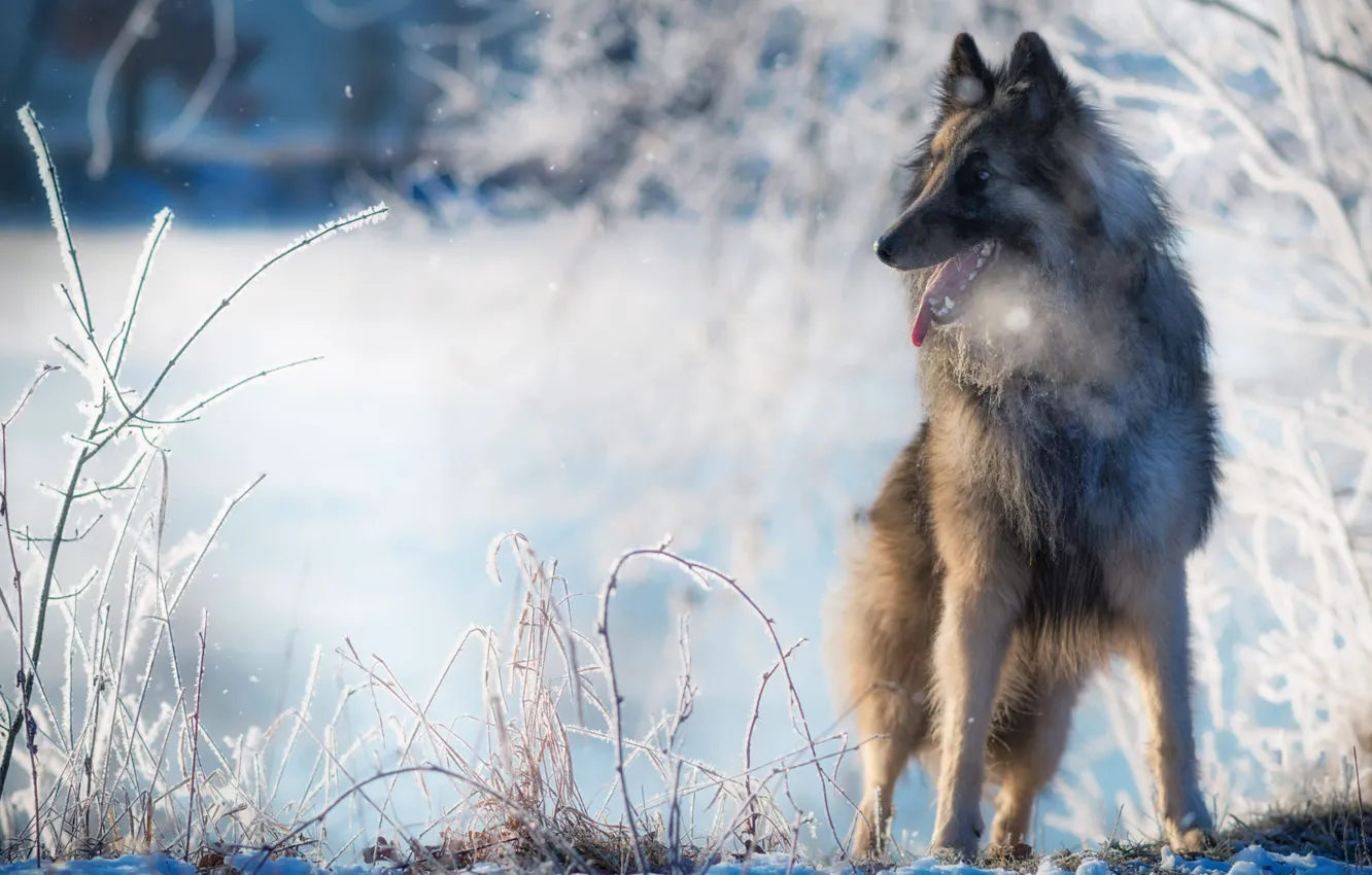 Фото обои зима, язык, снег, природа, собака, бельгийская овчарка
