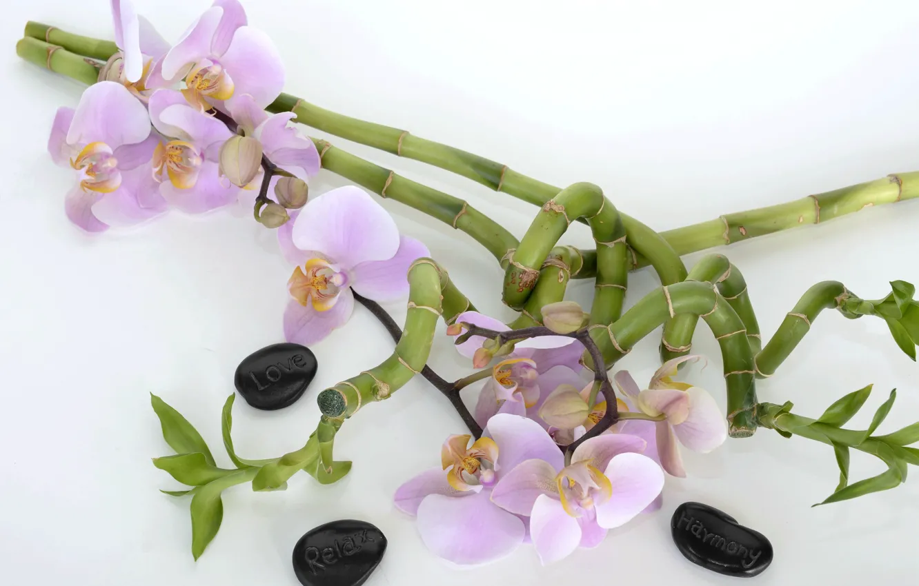 Фото обои цветы, бамбук, орхидеи, спа камни