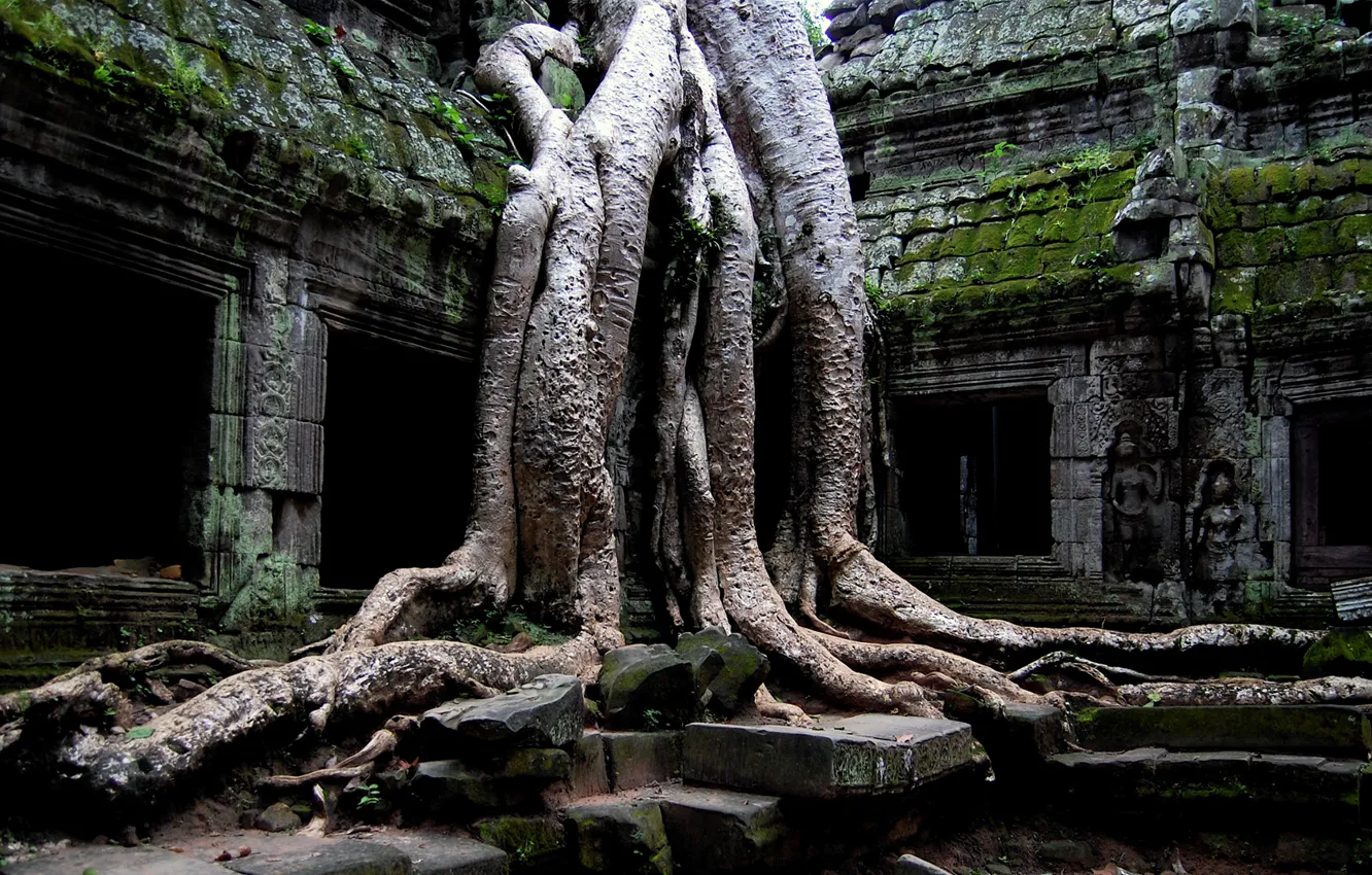 Фото обои корни, здание, мох, джунгли, старое, плиты