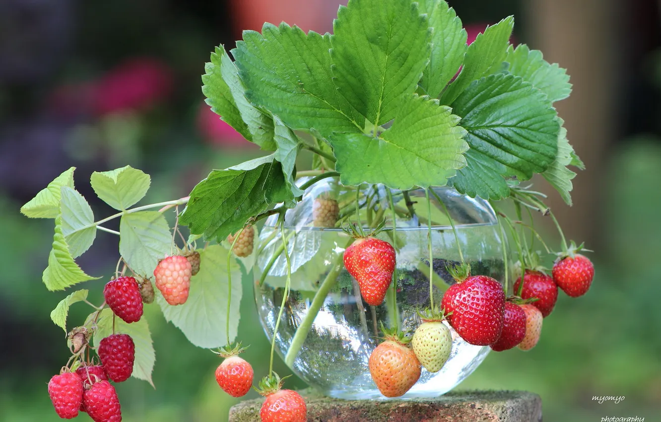 Фото обои листья, ягоды, малина, земляника, банка