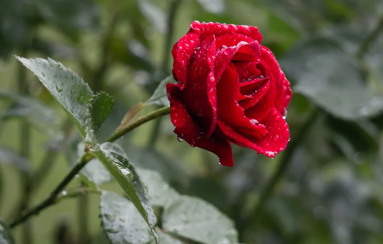 Фото обои цветок, красная роза, flower red rose, роза после дождя, rose after rain