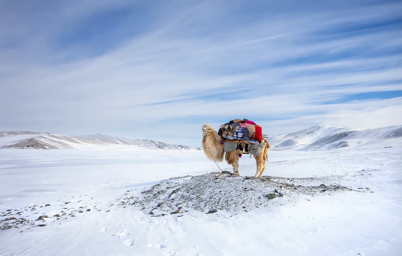 Фото обои Winter, Mongolia, Camel, Migration