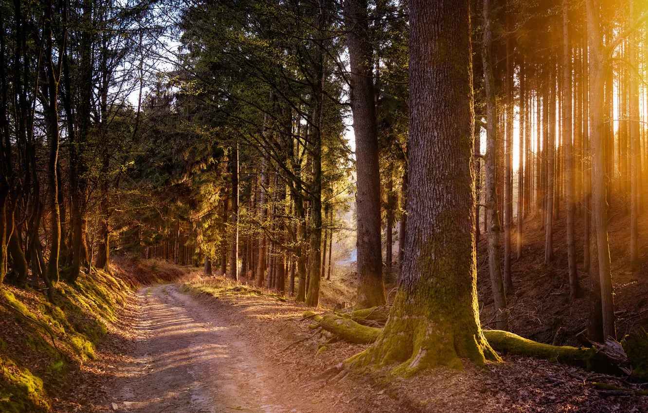Фото обои дорога, лес, солнце, лучи, свет, ветви, стволы, сосны