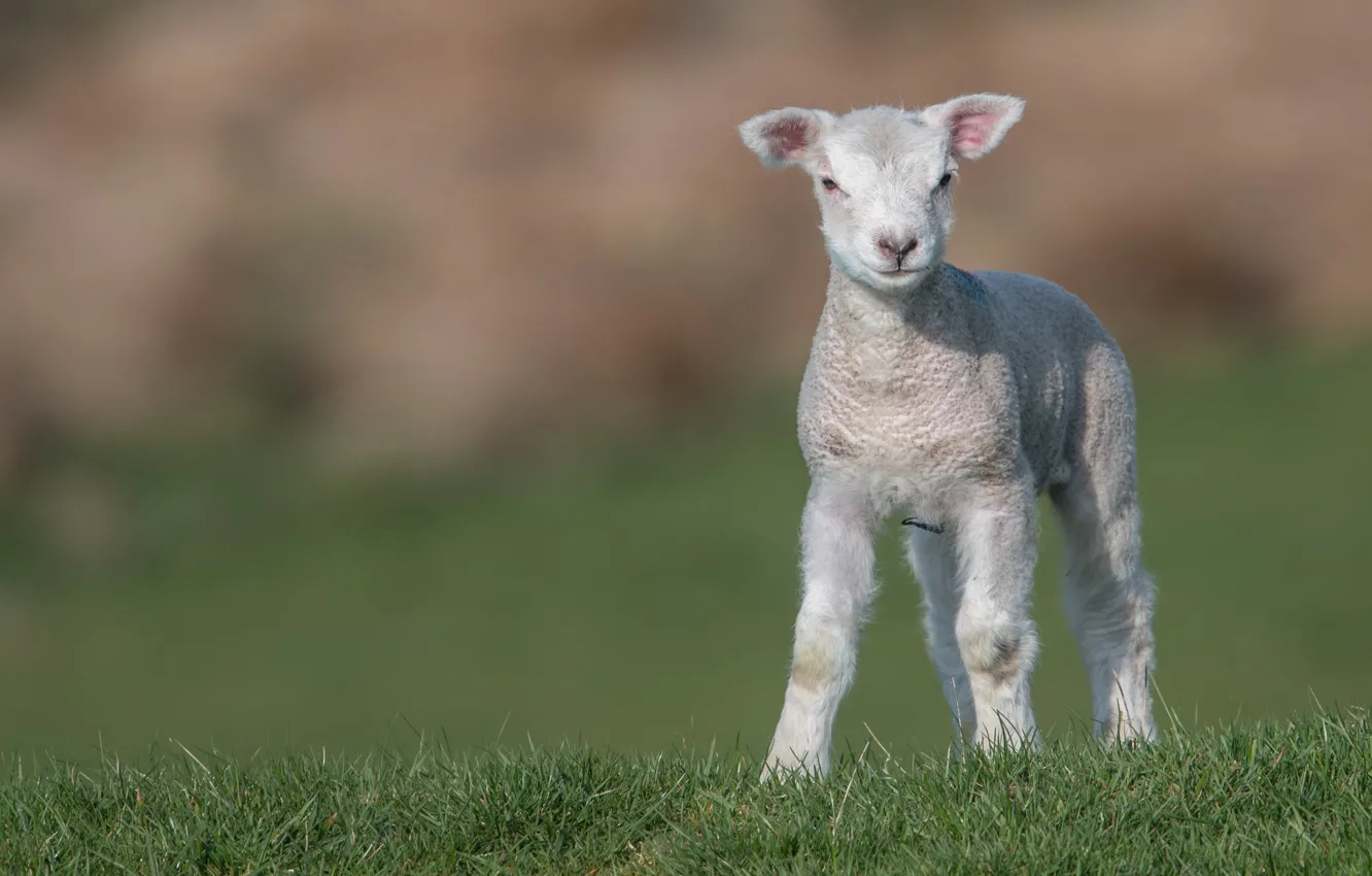 Фото обои поле, трава, малыш, барашек, овечка, овца, ягненок