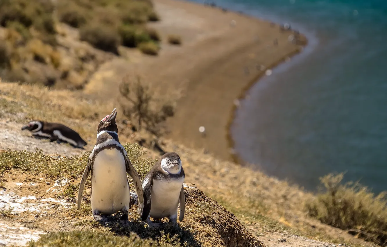 Фото обои лето, природа, пингвины