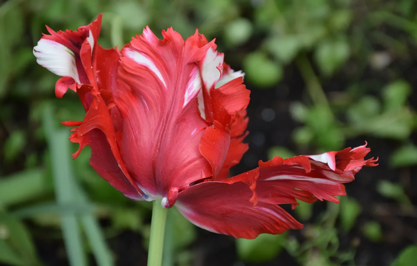 Фото обои Тюльпан, Flower, Tulip, Red tulip, Красный тюльпан
