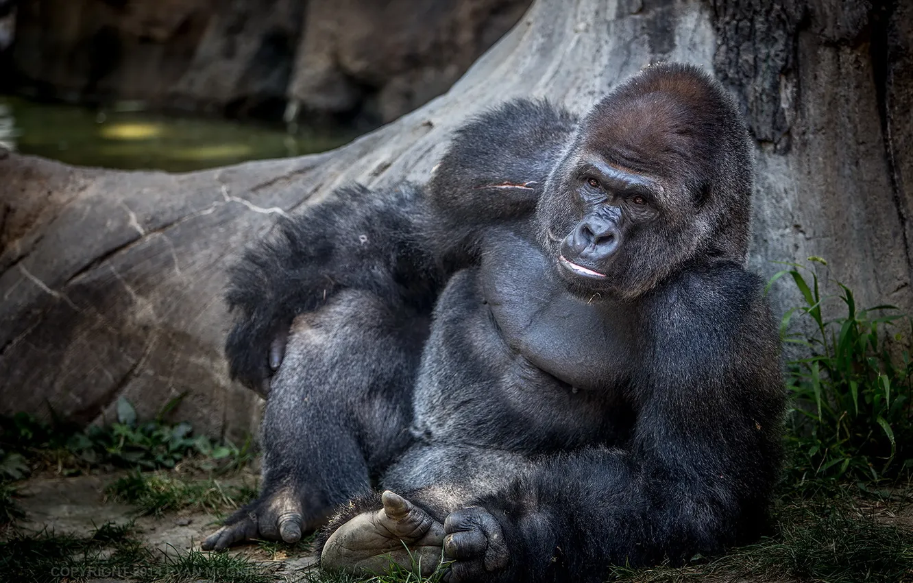 Фото обои взгляд, природа, Gorilla