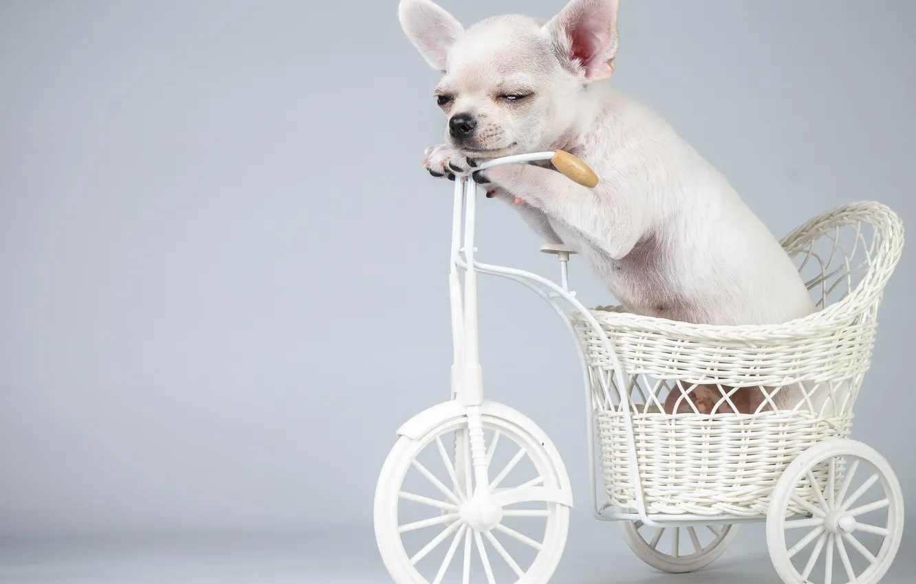 Фото обои велосипед, собака, щенок