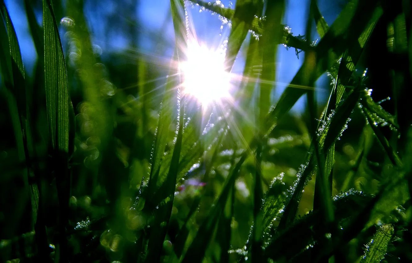 Фото обои green, grass, dew, frost, hoarfrost, halm, haulm, hoar