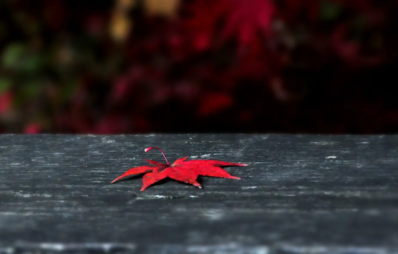 Фото обои осень, листья, макро, красный, фон, widescreen, обои, листик