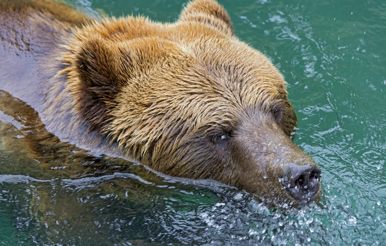 Фото обои морда, мокрый, хищник, медведь, купание