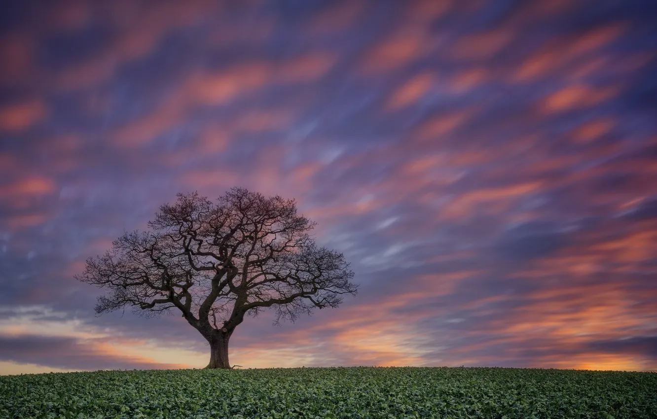 Фото обои поле, небо, закат, дерево
