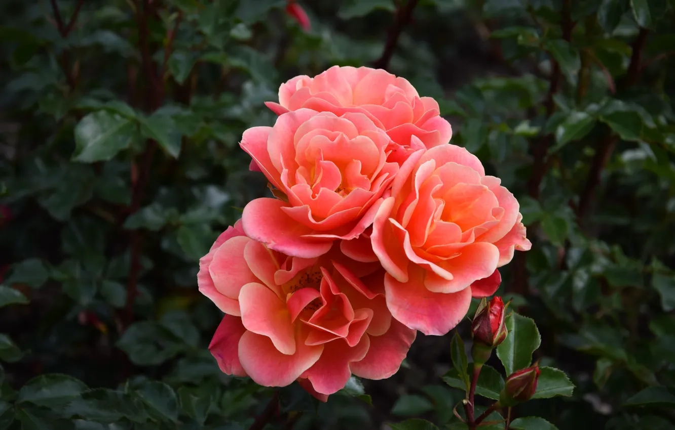 Фото обои листья, темный фон, розы, розовые, оранжевые, розовый куст, лососевые