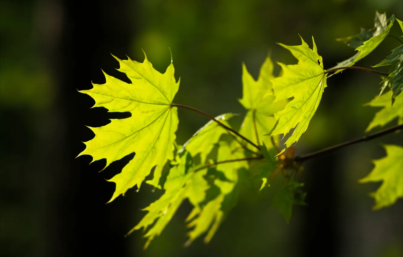 Фото обои лист, зеленый, контраст, клен