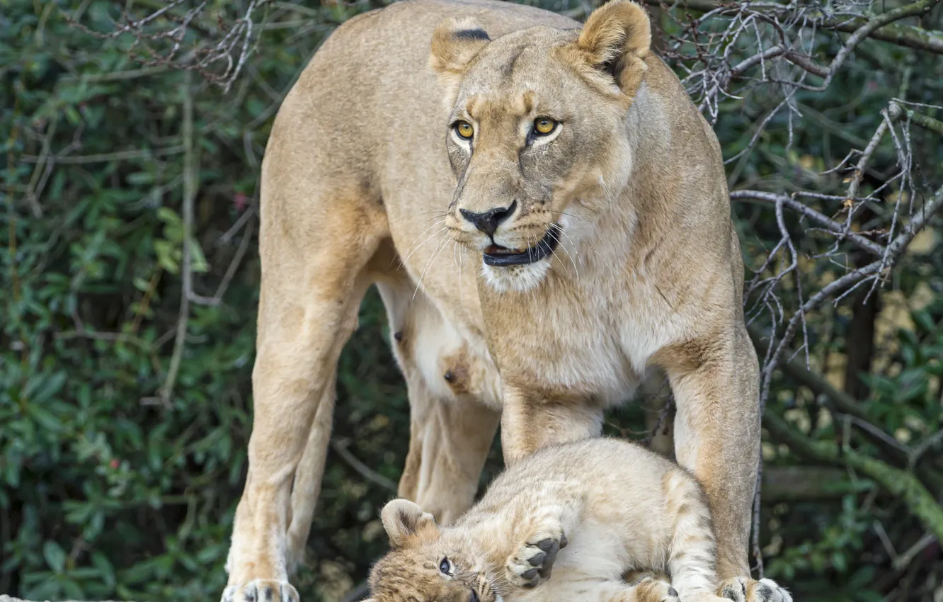 Фото обои кошки, детёныш, котёнок, львы, львица, львёнок, ©Tambako The Jaguar
