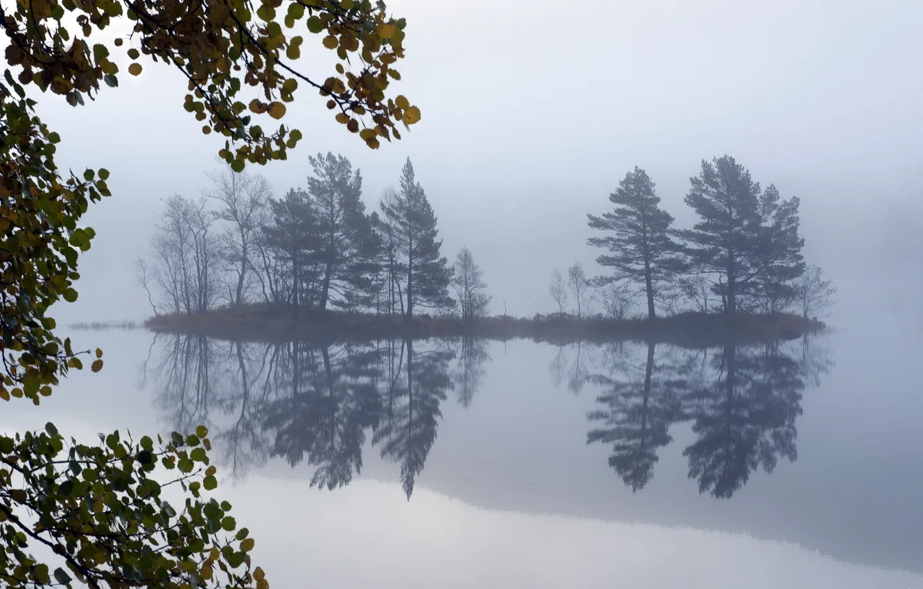 Фото обои деревья, пейзаж, туман, озеро