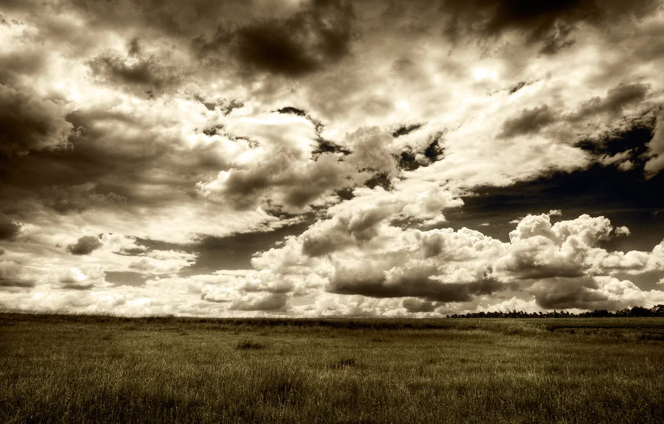 Фото обои поле, небо, трава