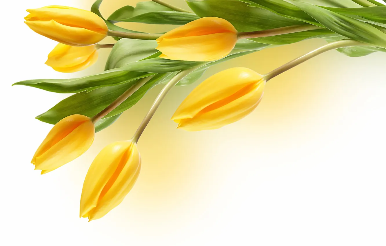 Фото обои желтые, тюльпаны, белый фон
