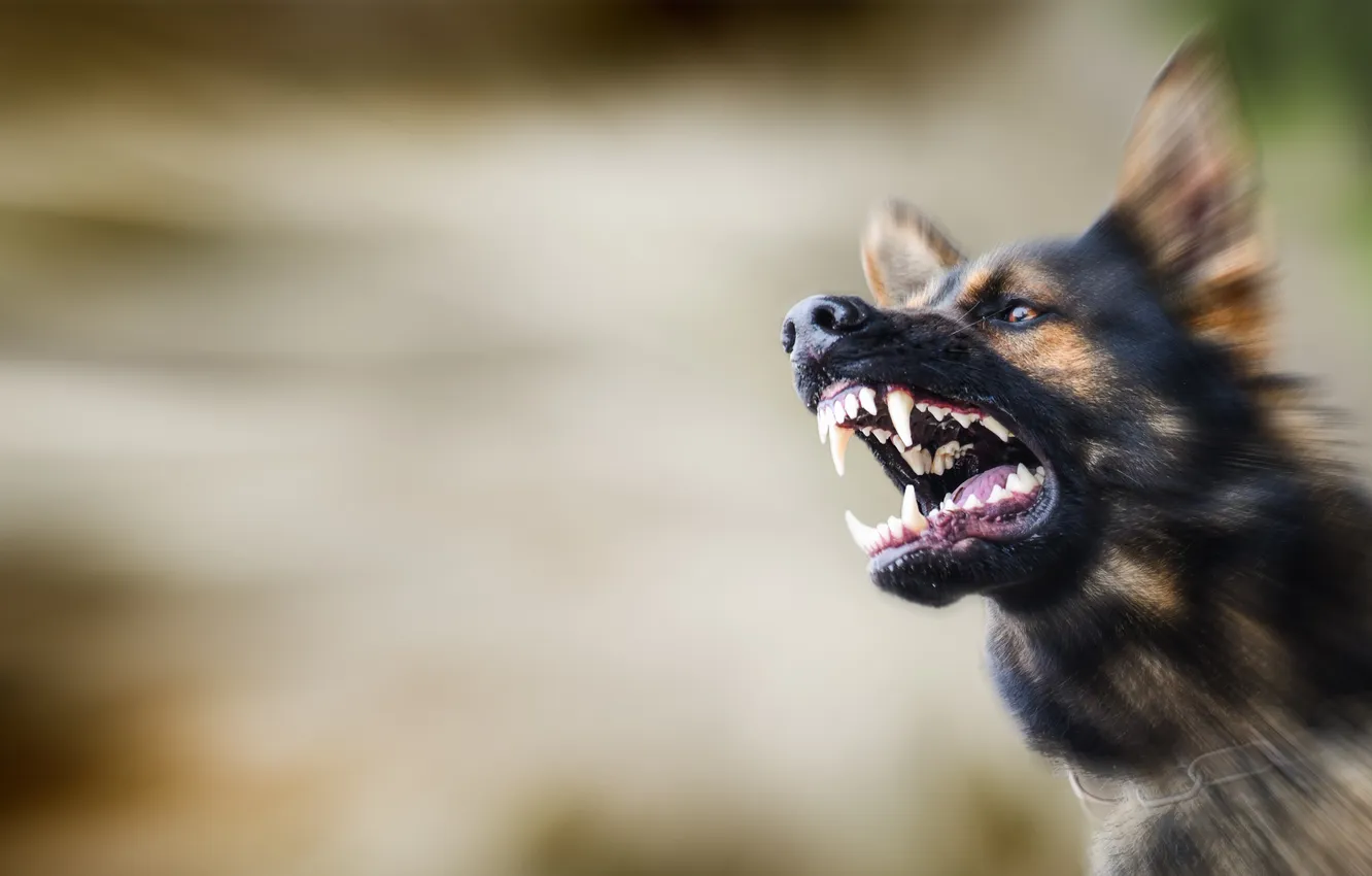 Фото обои dog, evil, furious, fangs, domestic, fierce, growling, enraged