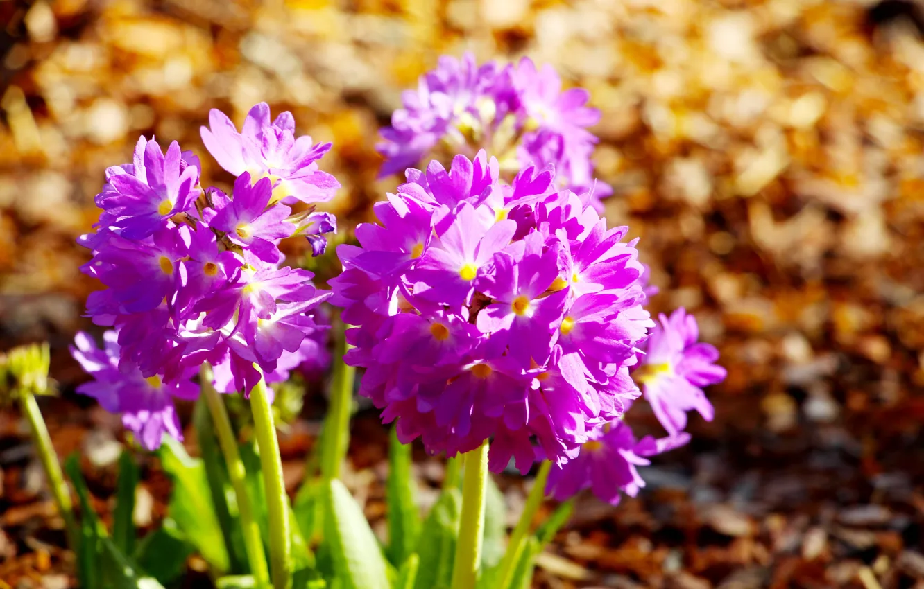 Фото обои flower, spring, foilet