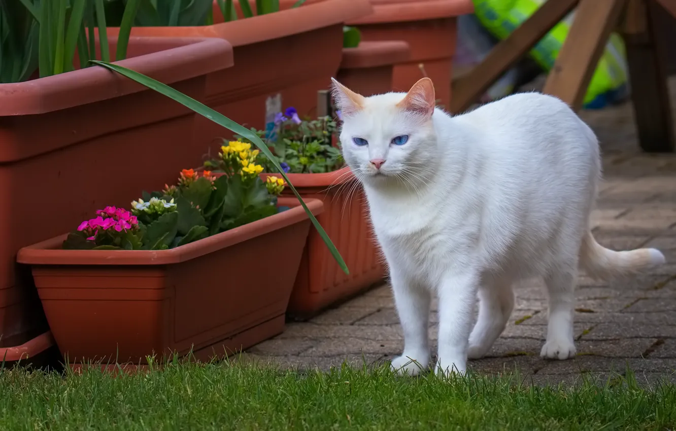 Фото обои кошка, белый, кот, взгляд, цветы, газон, плитка, весна