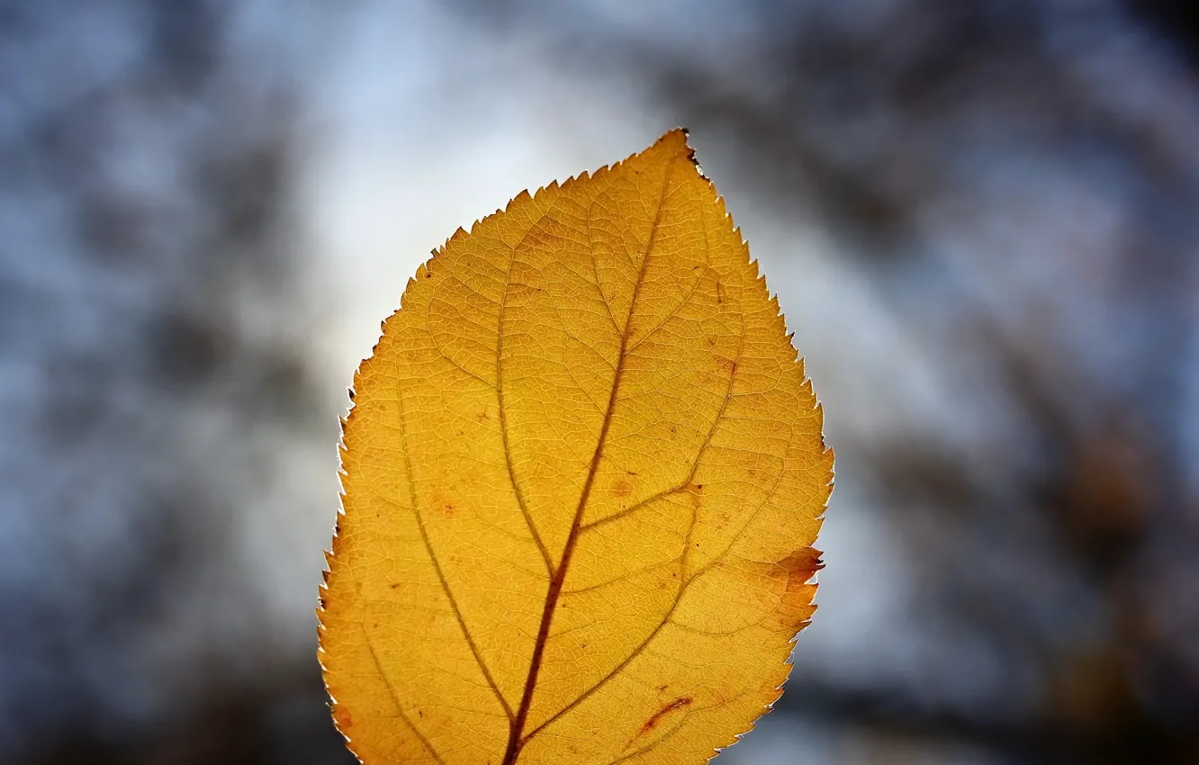 Фото обои осень, листья, макро, фон