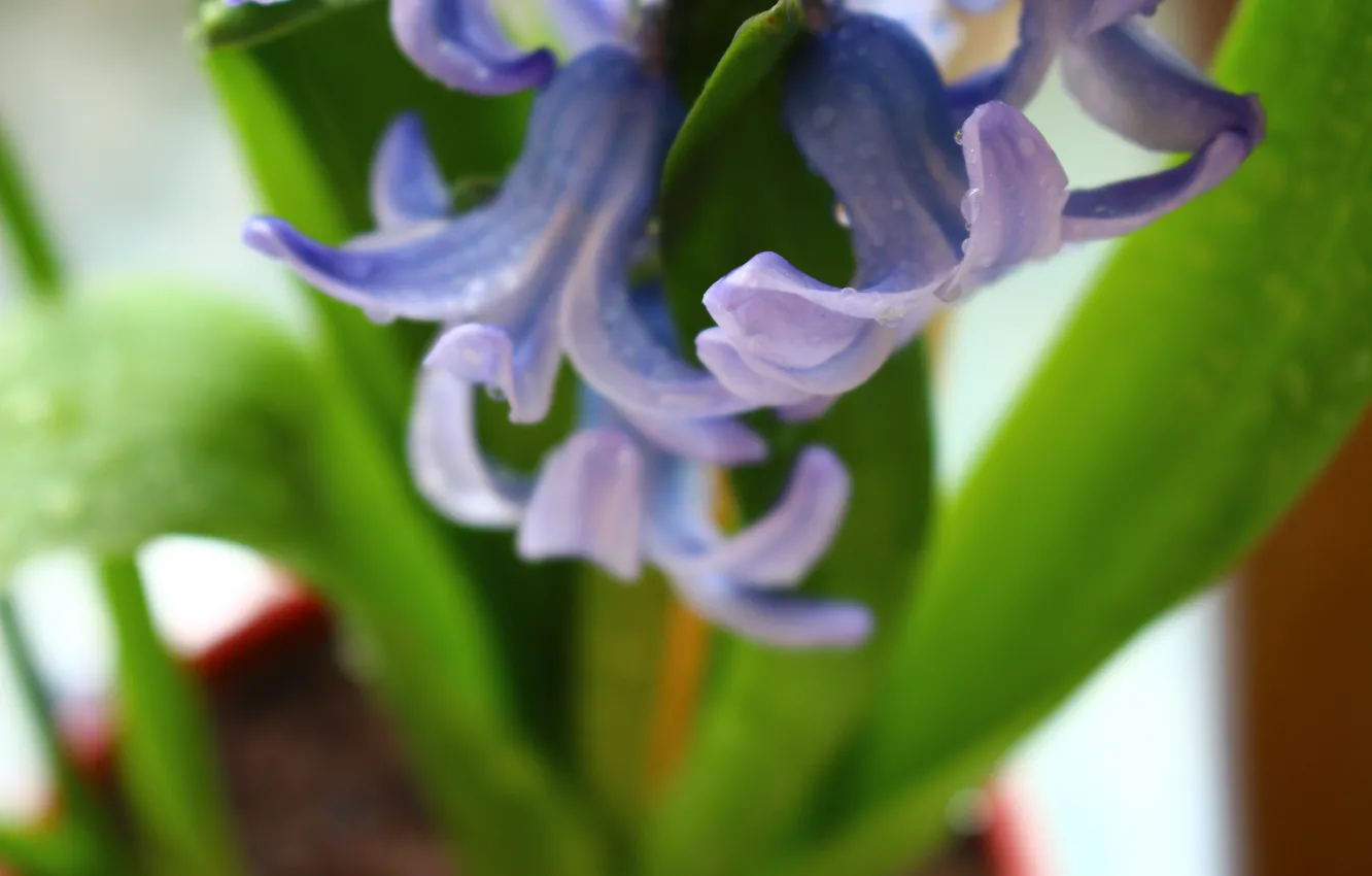 Фото обои цветок, фиолетовый, цветы, растение, Макро, цветет, нежно, flower