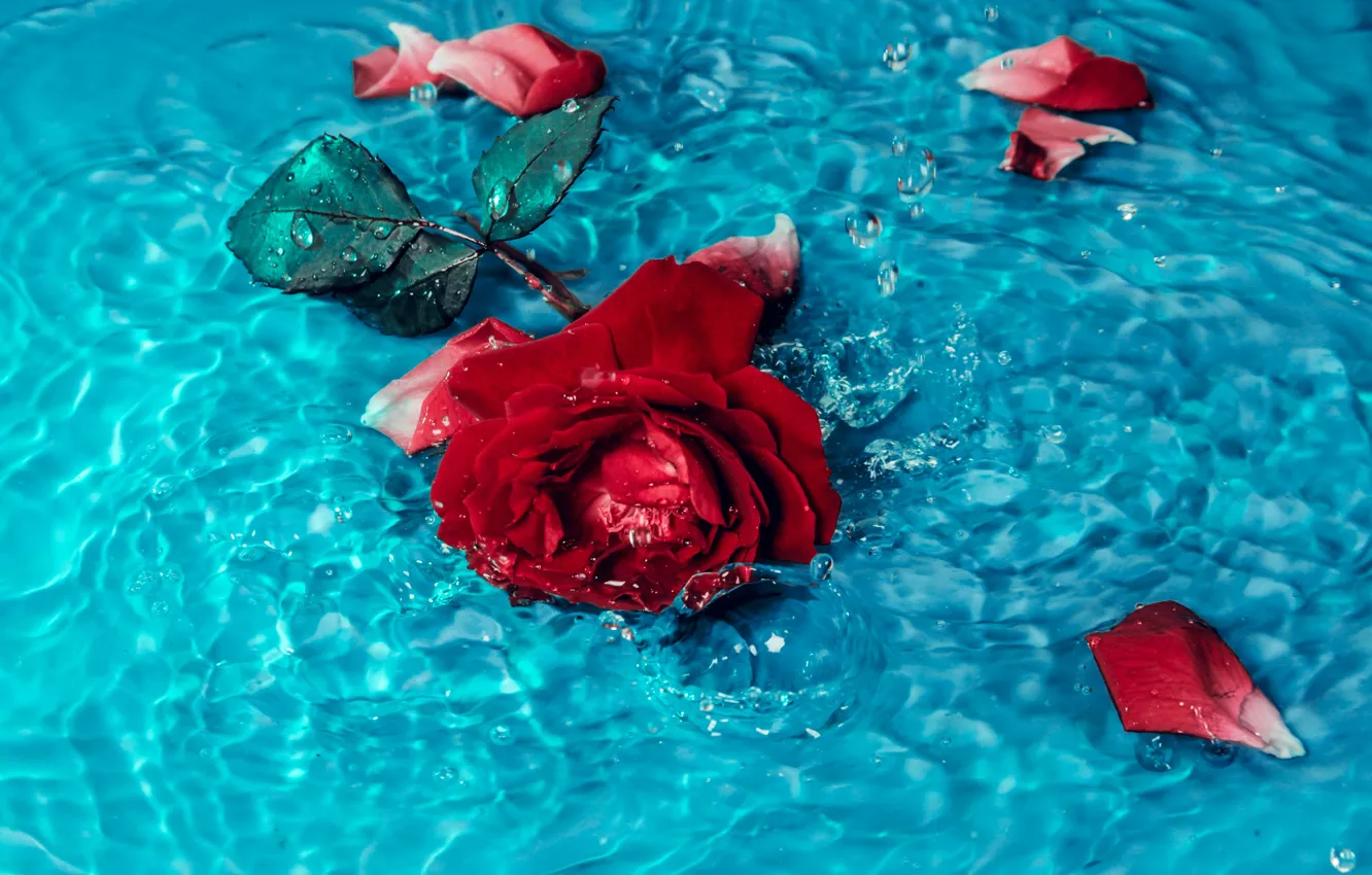 Фото обои цветок, вода, красота, лепестки, flower, water, petals, алая роза