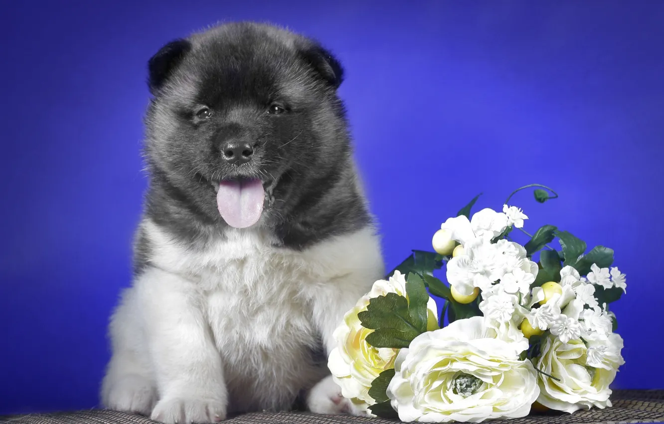 Фото обои цветы, щенок, шляпка, puppy, flowers, hats