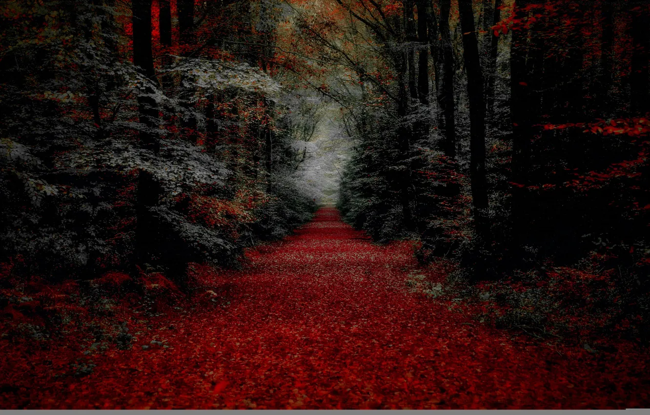 Фото обои осень, лес, листья, деревья, дорожка