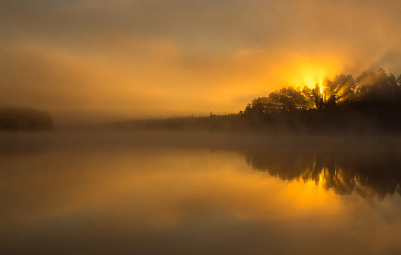 Фото обои лес, солнце, туман, озеро, зарево