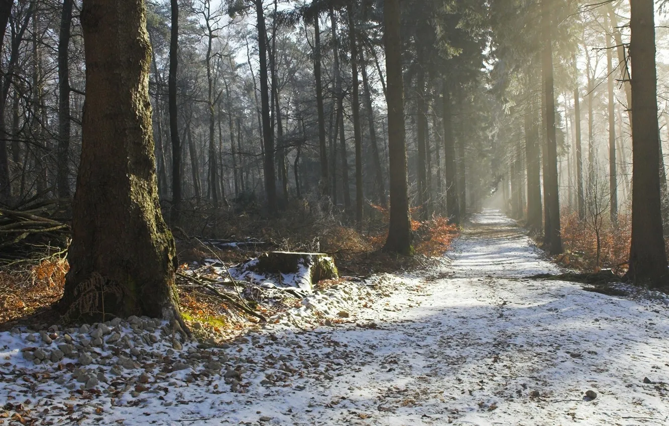 Фото обои лес, парк, фото, тропа, аллея, первый снег