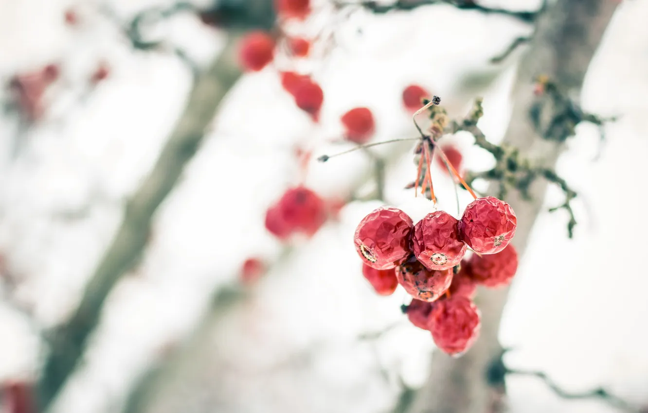Фото обои осень, природа, ягоды