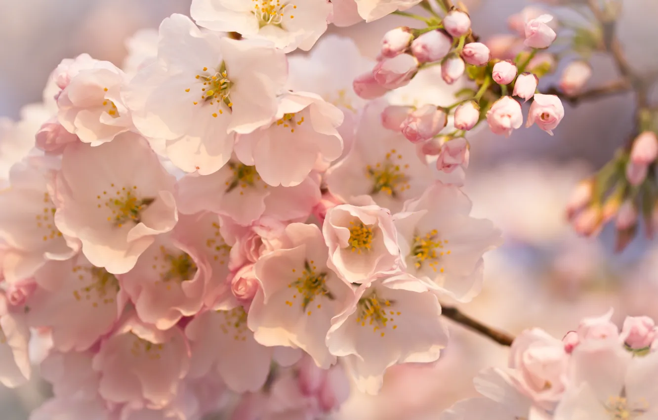 Фото обои макро, цветы, Дерево, розовые, бутоны, цветение, веточки