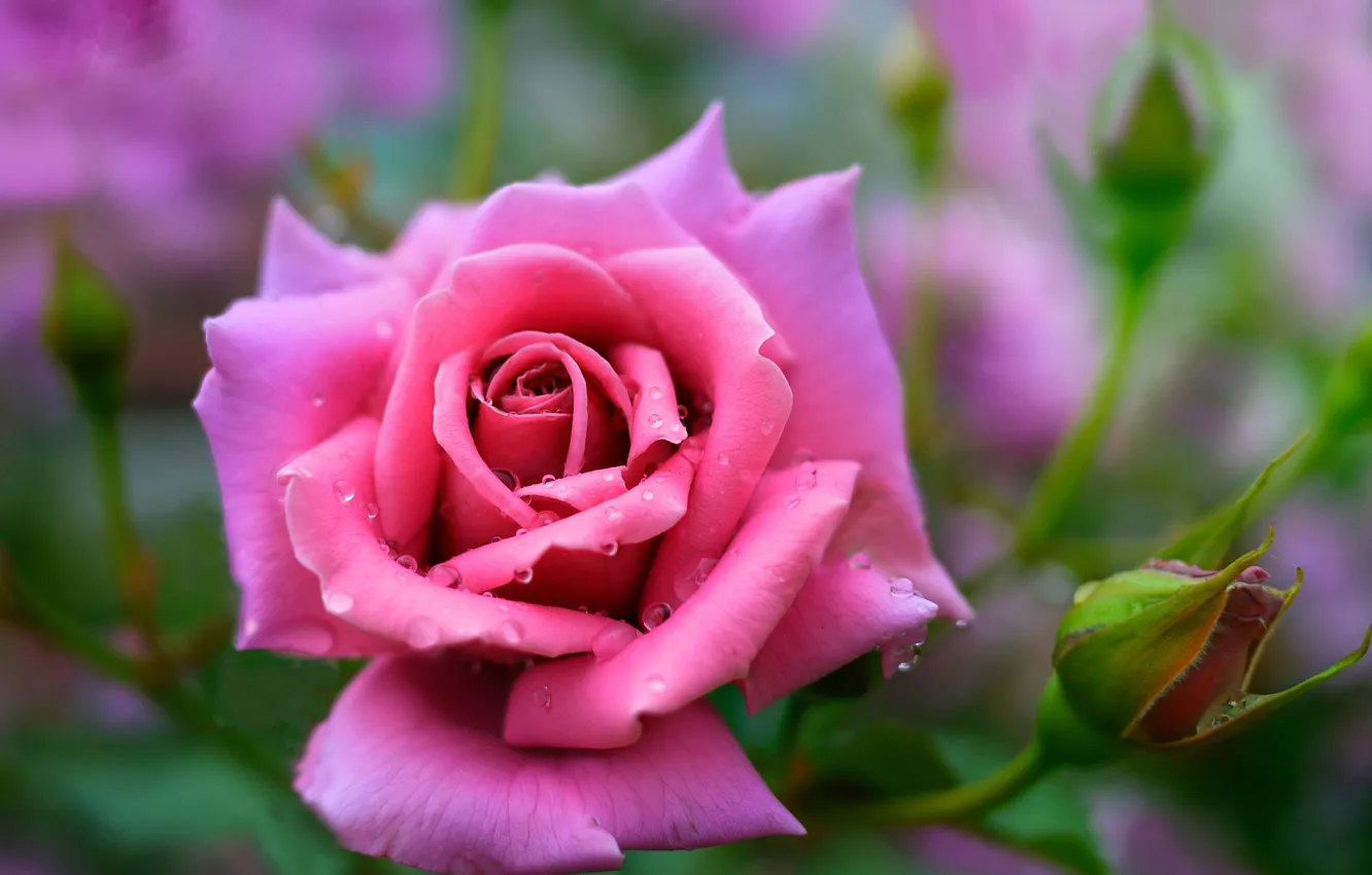 Фото обои дождик, капли, роза